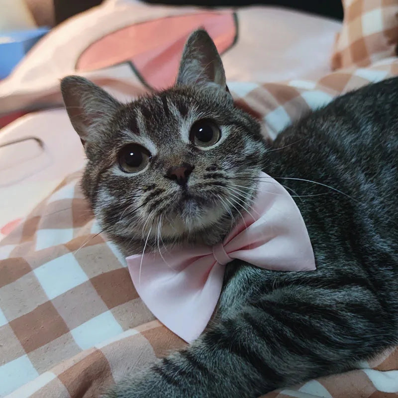 Dog Bow Tie Adjustable Dog Cat Necklace Neck Tie Cute Convenient Pet Accessories Bow Tie Formal Puppy Bowtie Collar Pet Supplies