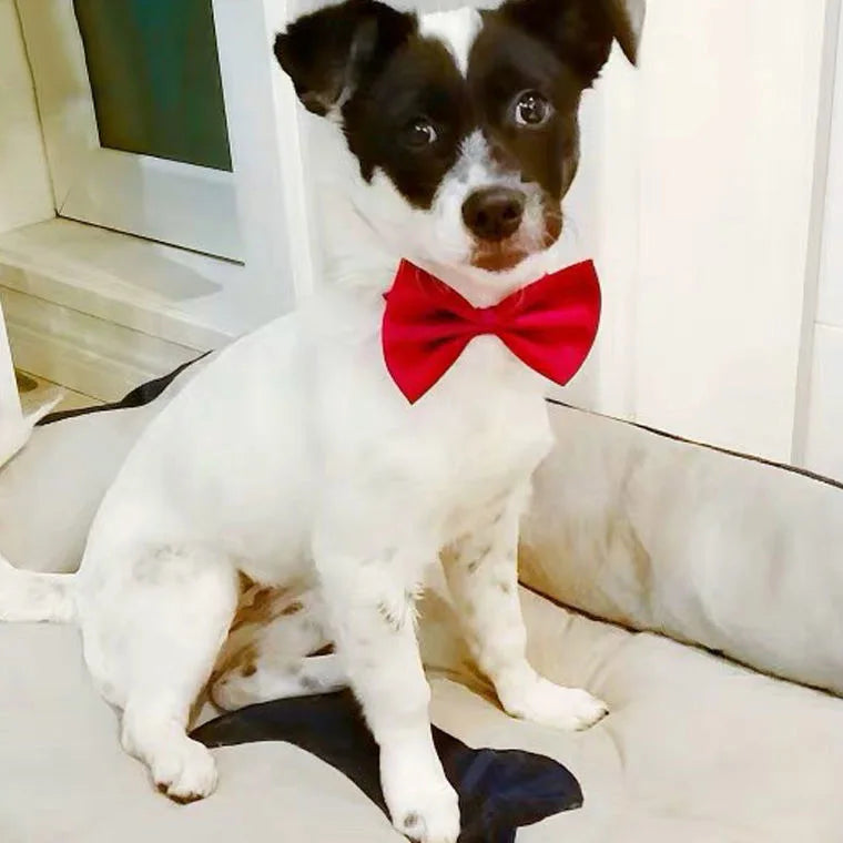 Dog Bow Tie Adjustable Dog Cat Necklace Neck Tie Cute Convenient Pet Accessories Bow Tie Formal Puppy Bowtie Collar Pet Supplies