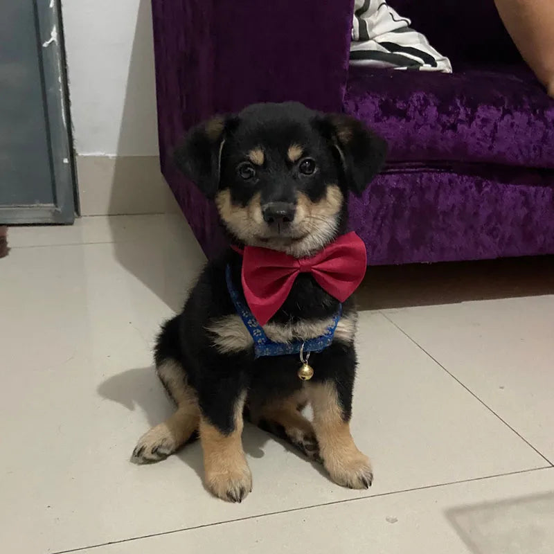 Dog Bow Tie Adjustable Dog Cat Necklace Neck Tie Cute Convenient Pet Accessories Bow Tie Formal Puppy Bowtie Collar Pet Supplies
