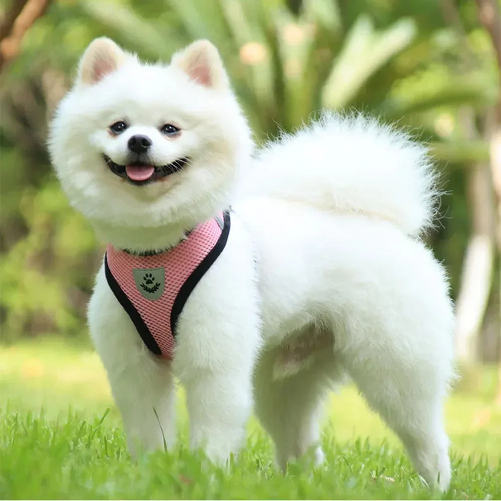 Dog Harness Vest Chest Cat Collars Rope Adjustable Breathable Mesh Puppy Harness for Outdoor Walking Small Medium Pet Supplies