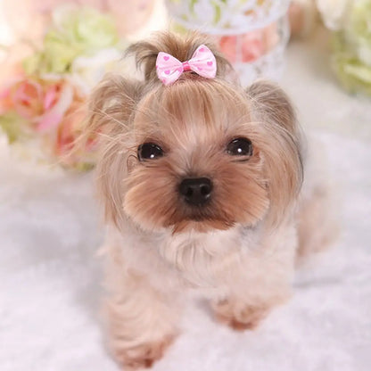 Hair Clips For Dogs Cat Sweet Bow Hairpins Colorful Hair Barrette Puppy Beauty Supplies Pet Butterfly Bows Pet Supplies